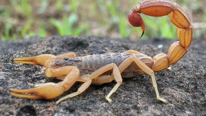AMAZON – New Hope in Amazonian Scorpion Venom for Breast Cancer Treatment