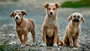 Doggy Genius: Study Shows Some Dogs Possess Cognitive Abilities Rivaling Young Children