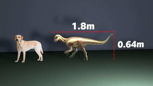 Illustration of the newly discovered dinosaur alongside larger species.