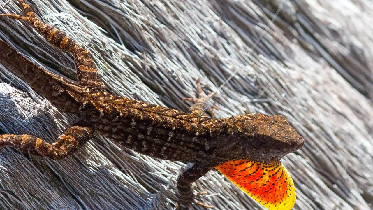Brown anoles