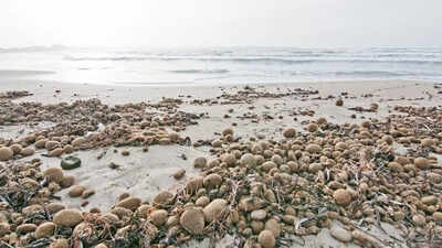 Why plastic-filled Neptune balls are washing up on beaches: Seagrass and ocean pollution explained